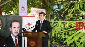 Amasya'da Yerli Vezir Kenevirinin Hasadı Başladı