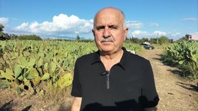 Antalya'da Dikenli İncir Üretimi Artıyor