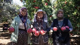Antalya Nar Üretiminde ve İhracatında Birinci Sıra