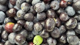 Artvin'de Ödüllü Butko Zeytini Hasadı Başladı