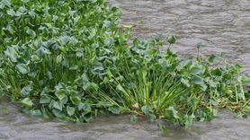 Asi Nehri'nde Su Sümbülleri Yeniden Görüldü