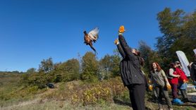 Bartın'da Kahverengi Kokarcaya Karşı 250 Sülün Doğaya Salındı