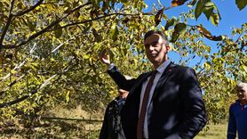 Bitlis’te Ceviz Hasadı Coşkusu