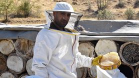 Bitlis Yaylalarında Karakovan Balı Hasadı Başladı