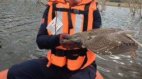 Bursa'da Misinaya Takılan Yabani Kuş Kurtarıldı