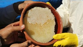 Çemikari Yaylası'nda Kara Kovan Balı Hasadı Gerçekleştirildi