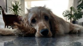 CHP Lideri Özgür Özel'den Dünya Hayvanları Koruma Günü Mesajı