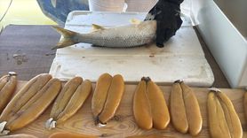 Çukurova'nın Havyarı Sofraları Süslüyor