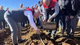 Elazığ'da Çilek Üretimi İçin 20 Bin Fide Dağıtıldı