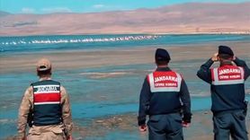 Erçek Gölü’ndeki Flamingoların Korunması İçin Jandarma Faaliyetleri