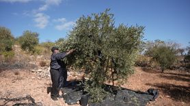 Filistinliler Zeytin Hasadını Korku İçinde Geçiriyor