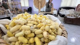 Hatay Sarısı İpeği: Depremden Kurtarılan Yumurtalarla Yeniden Şaha Kalktı