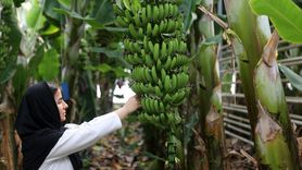 İran'ın En Büyük Serası Tropikal Meyve Üretiyor