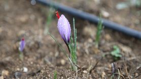 Karabük'te Safran Çiçek Açtı