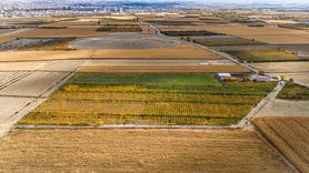Karaman'da Elma Hasat Sezonu