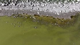 Kayseri'de Tozlu Göleti'nde Balık Ölümleri Tespit Edildi