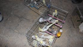 Kırşehir'de Koruma Altındaki 66 Kuş Ele Geçirildi