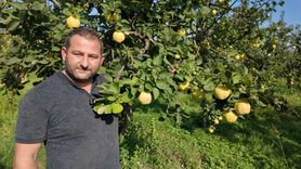 Kocaeli'nin Eşme Ayvası Hasat Sezonu Başladı