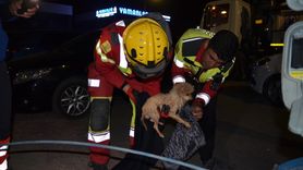 Konya'da İtfaiye Ekipleri Kanalizasyon Borusuna Sıkışan Köpek Yavrusunu Kurtardı