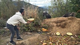 Küre'deki Ayı Yavrularına İlgi Artıyor