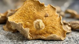 Mantar Zehirlenmelerine Karşı Uzman Uyarısı