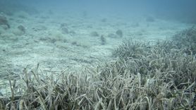 Marmara Denizi Müsilaj Durumu ve Araştırmalar