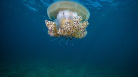 Marmara Denizi'nde Pina Popülasyonu Artıyor