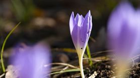 Munzur Vadisi'nde Vargit Çiçekleri Açtı