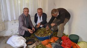 Muş'ta Ceviz Hasadı Başladı: 1000 Ton Rekolte Bekleniyor