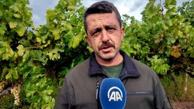 Sakarya'da Üzüm Üreticileri Hırsızlığa Karşı Nöbette