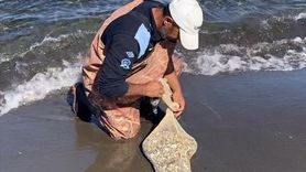 Samsun'da Kaçak Midye Avcılığına Geçit Yok