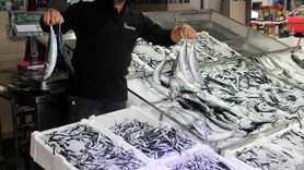 Sinop'ta Hamsi Bolluğu Başladı