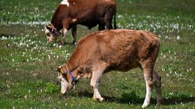 Trabzon'da Vargit Çiçekleri Baharı Müjdeliyor