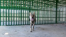 Van'da Alıkonulan Kurt Koruma Altına Alındı