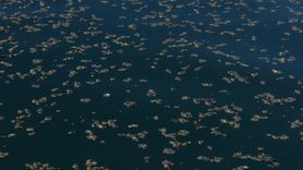 Van Gölü'nde Yosun Tabakası Oluşumu