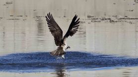 Abana Ezine Çayı'nda Balık Kartalları Görüntülendi