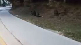 Aç kalan yaban domuzları BAİBÜ kampüsünde yiyecek aradı