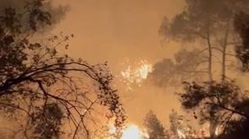 Adana'da Dörtler Mahallesi'nde orman yangını büyümeden söndürüldü