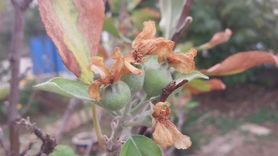 Adana'da kasımda elma ağacı çiçek açıp meyve verdi