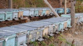 Adana'da pastırma sıcakları arıların kışlamasını engelledi