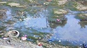 Adana'da sulama kanallarında balık ölümleri devam ediyor