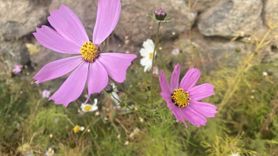 Ağrı'da kasımda açan çiçekler 'yalancı bahar' görüntüsü oluşturdu