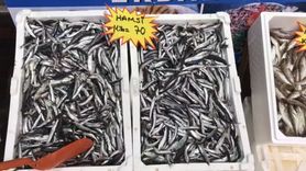 Akçakoca’dan tüketicilere uyarı: Buzhane balığına dikkat