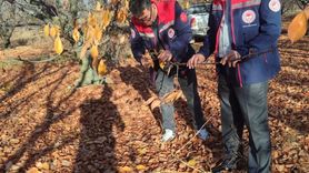 Akşehir'de kiraz bahçelerinde kapsamlı saha incelemesi