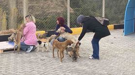 Alaşehir'de 30 dönümlük sokak hayvanları doğal yaşam alanı açıldı