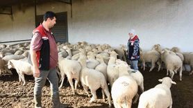 Aliağa’da 110 üreticiye 210 hibeli küçükbaş teslimi tamamlandı