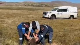 Ardahan Ortakent’te Bataklığa Saplanan İnek Kurtarıldı