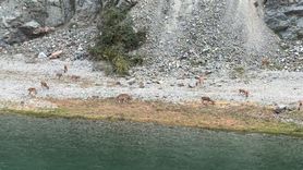 Artvin'de Çoruh kıyısına inen dağ keçileri sürüsü ender görüntüler oluşturdu