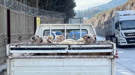Aydın'da Hayvan Hastalıklarıyla Mücadele: Yol Kontrolleri Sürüyor