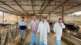 Aydın’da şap aşılaması: 565 bin 687 doz uygulandı, tüm hayvanlar Sat-1 suşuyla aşılandı